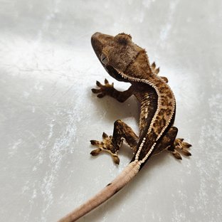 트라이 익스트림할리퀸