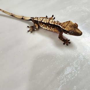 익스트림할리퀸 화이트핀 화이트포트홀 텐저린 핀스트라이프 젠젝스