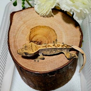 점없는 트익할