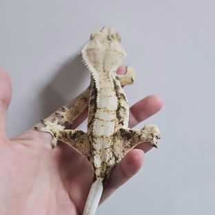 점x퓨화노멀송이