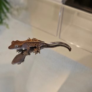 카푸치노 엠티백