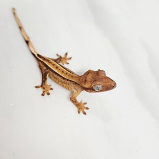 바이 화이트포트홀 옐로우