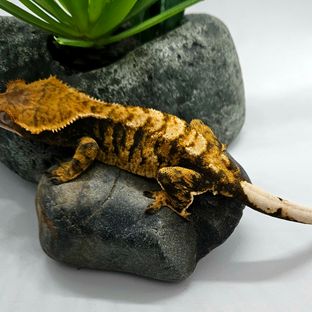 점x산앵타이거