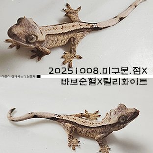 풀핀 익스트림할리퀸