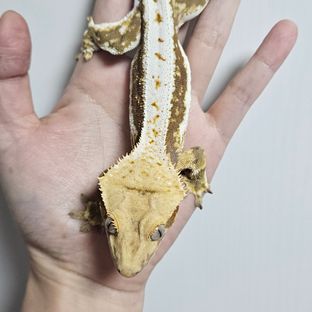 점x헷100헷쌀