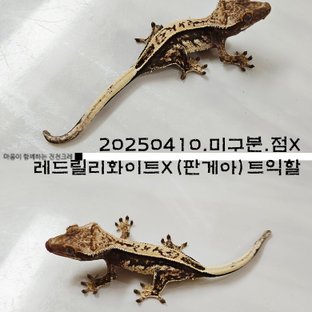 풀핀 트라이 쿼드