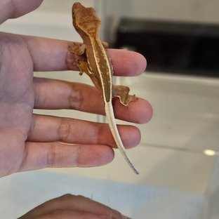 슈퍼스트라이프 엠티백 풀핀