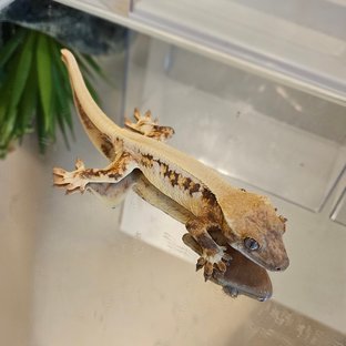 릴리화이트 드리피 트라이 풀핀 솔리드백