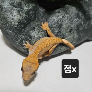 점x브린들(베드로)