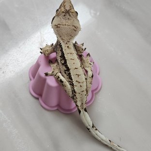 점x크런치
