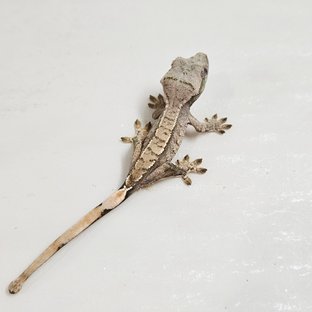 트라이 화이트포트홀