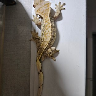 예거