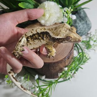 점x잭콕