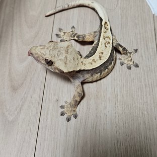 노멀 풀핀 쿼드