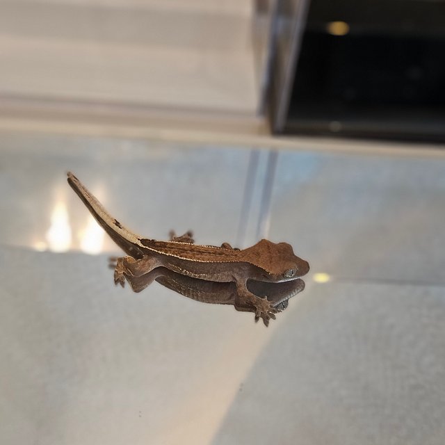 카푸치노 엠티백 블랙 쿼드 화이트핀