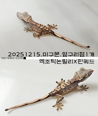 익스트림할리퀸