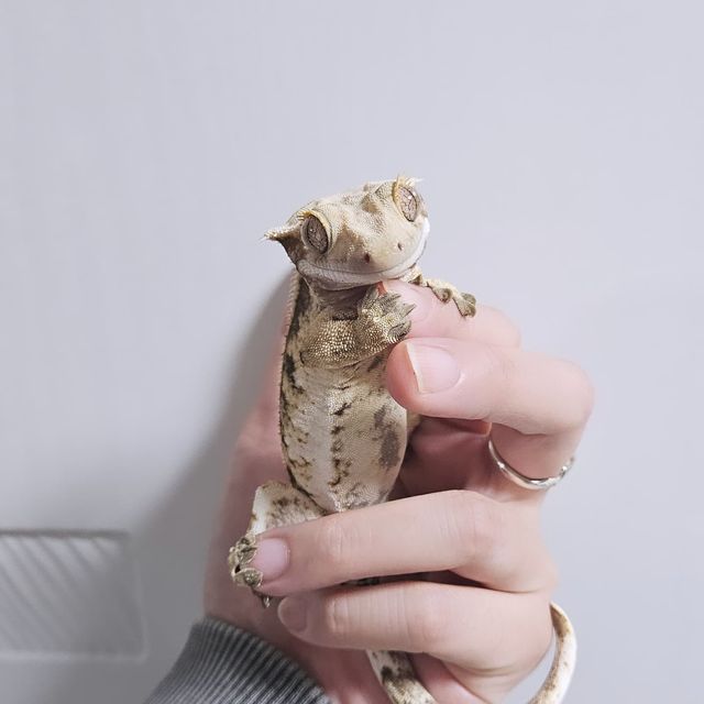 화이트핀 화이트스팟 익스트림할리퀸 화이트 바브
