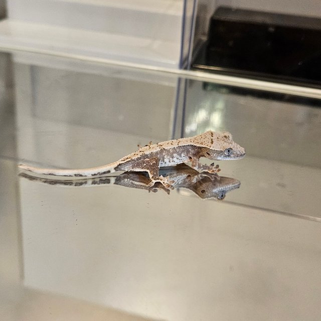 익스트림할리퀸