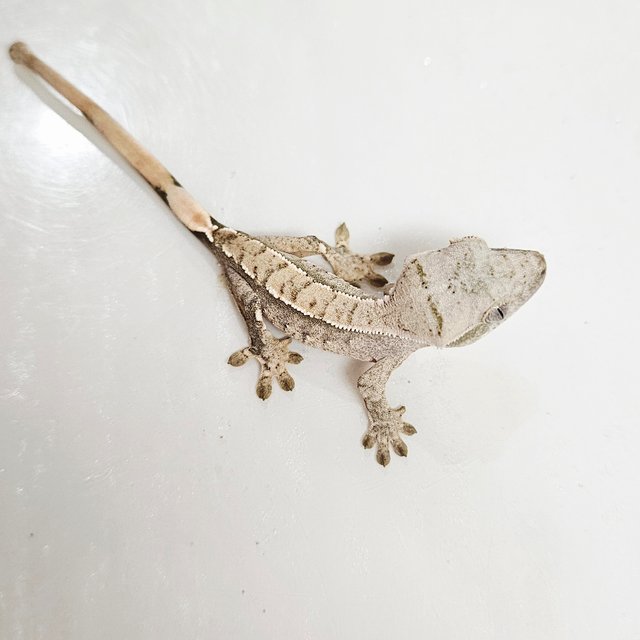 트라이 화이트포트홀