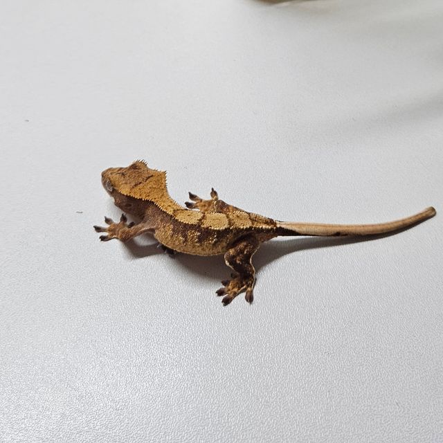 익스트림할리퀸 화이트스팟