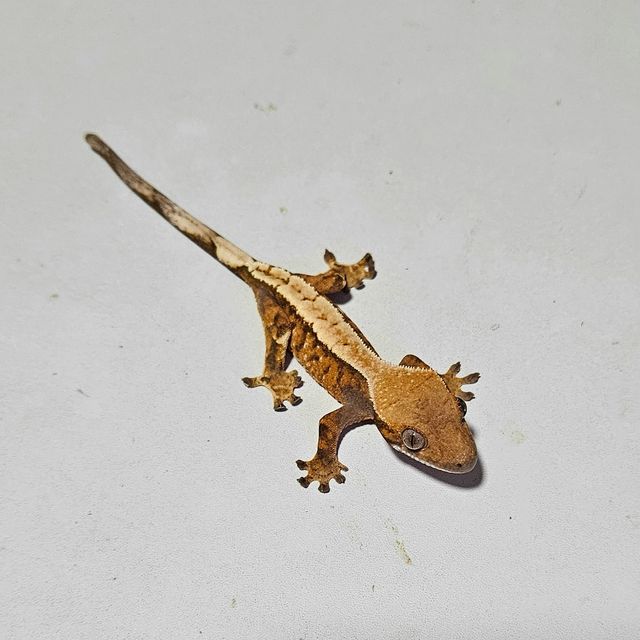 세이블 익스트림할리퀸