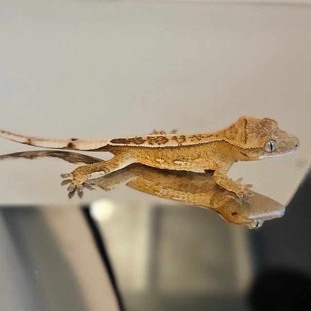 풀핀 쿼드 크림시클 옐로우