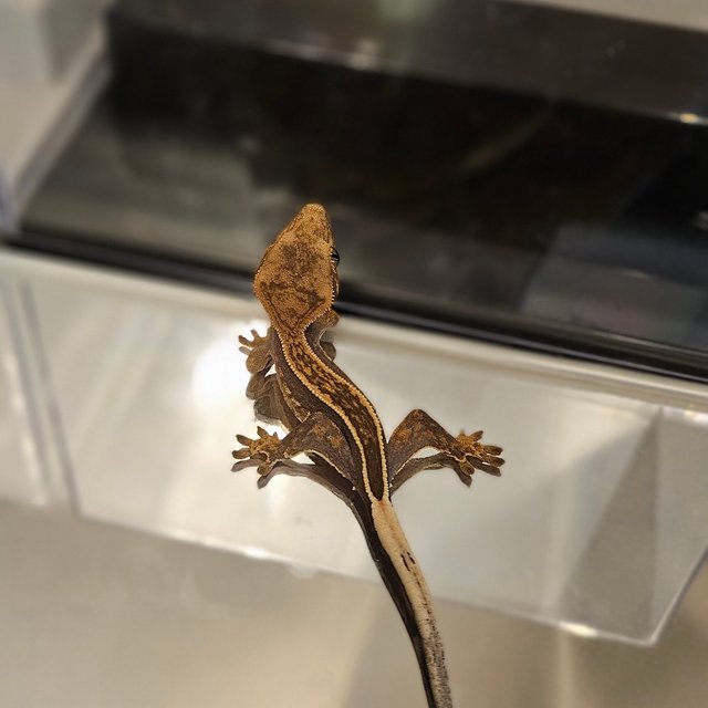 트라이 풀핀 엠티백 슈퍼스트라이프 다크 블랙