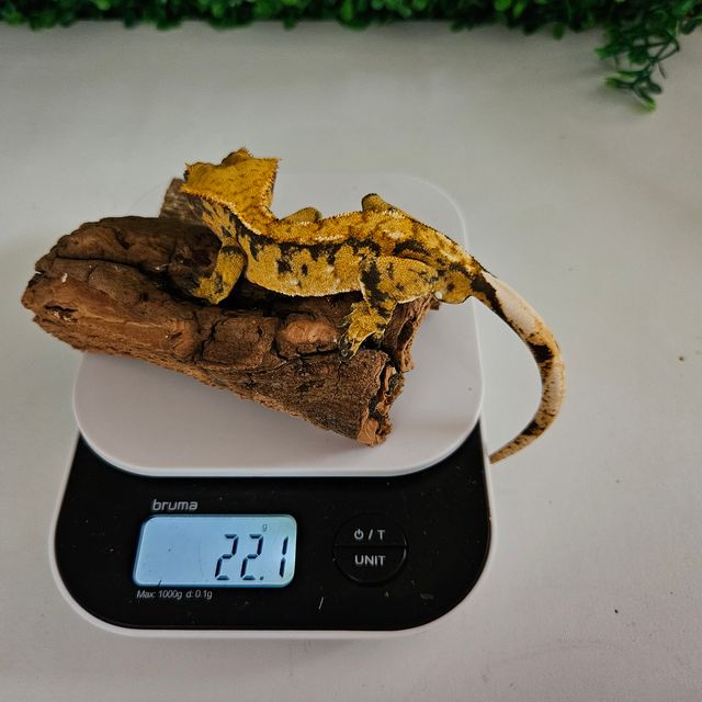 익스트림할리퀸 텐저린