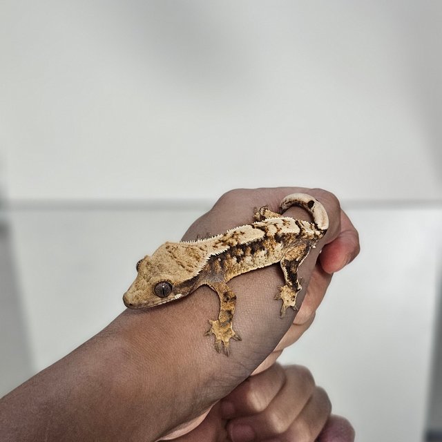 트라이 익스트림할리퀸 화이트스팟 화이트핀 핀스트라이프