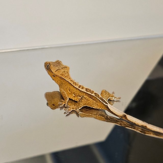 풀핀 쿼드 크림시클 옐로우