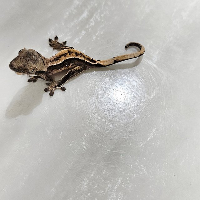 화이트핀 다크 화이트포트홀