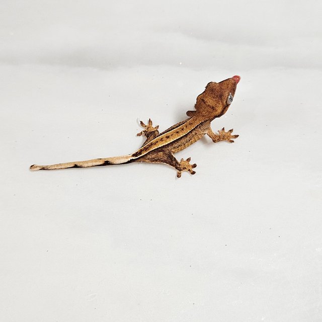 바이 화이트포트홀 옐로우