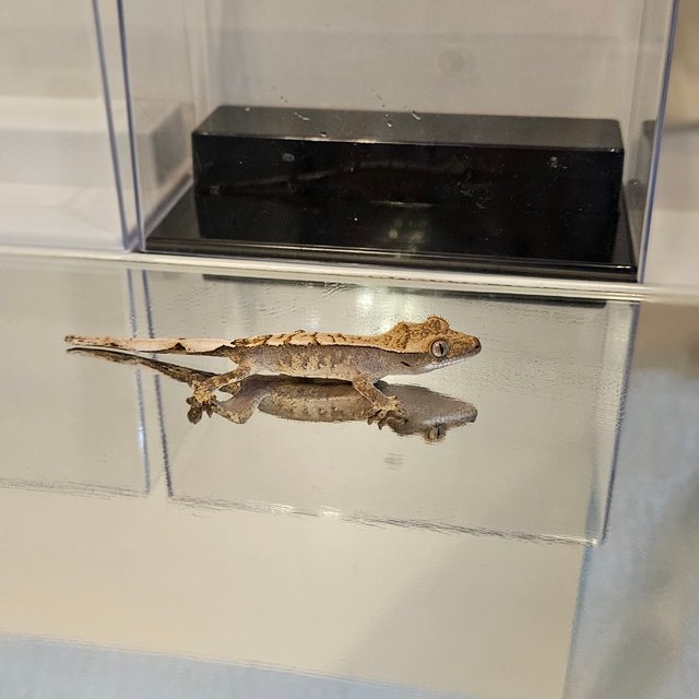 익스트림할리퀸 화이트포트홀 트라이