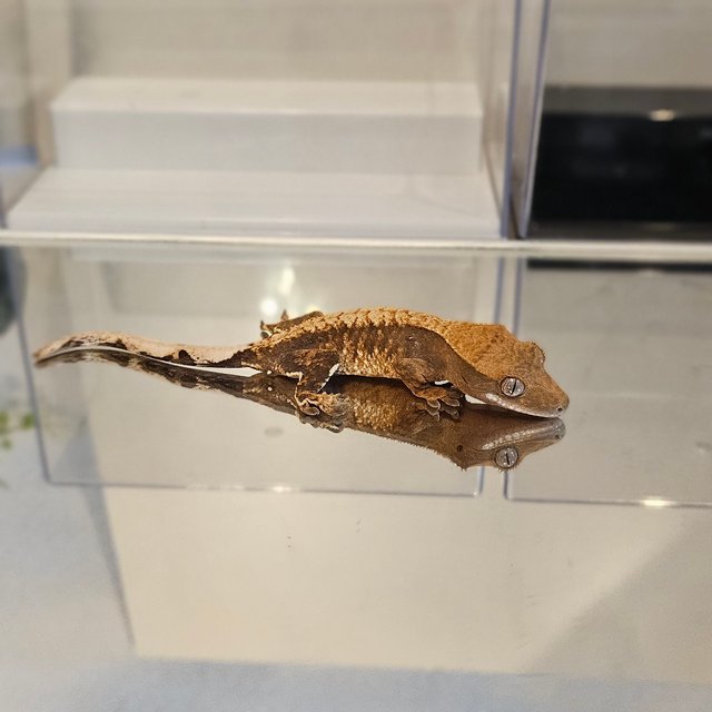 노멀 다크