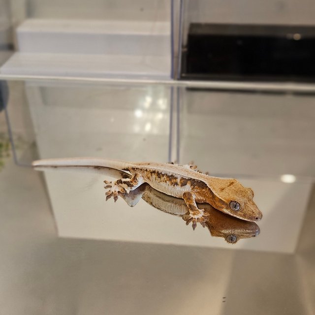 릴리화이트 트라이 드리피
