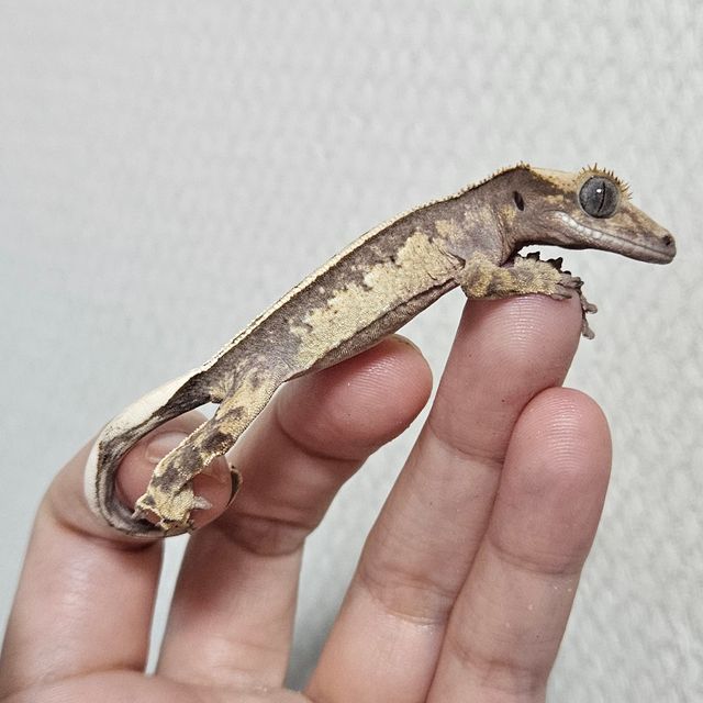 풀핀 쿼드