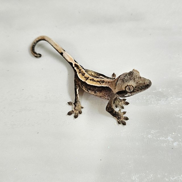 화이트핀 다크 화이트포트홀