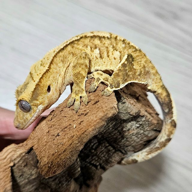 100%헷아잔틱