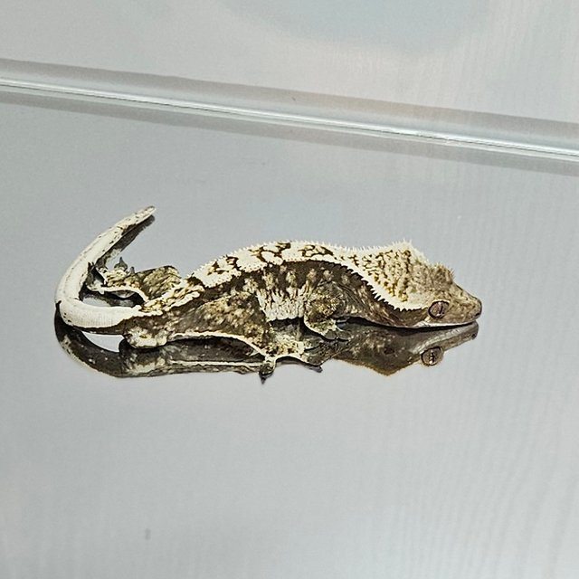 익스트림할리퀸 블랙 화이트 바브