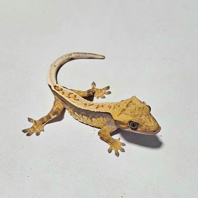 노멀 풀핀 화이트핀 옐로우