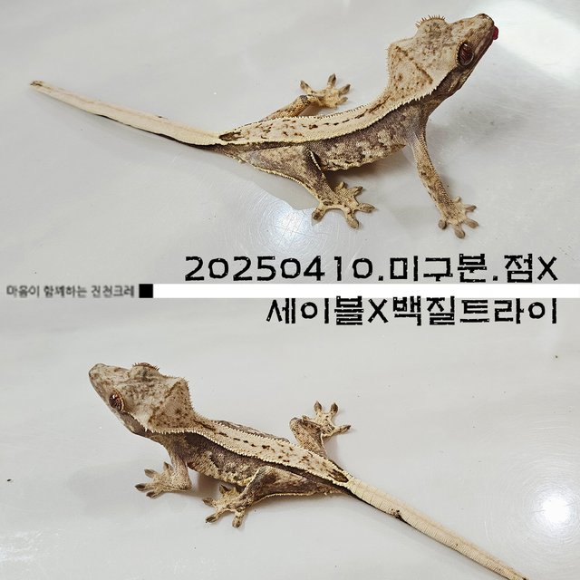 트라이 익스트림할리퀸