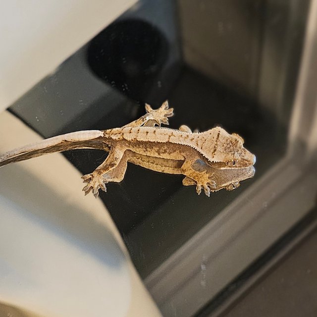 익스트림할리퀸 트라이 화이트스팟