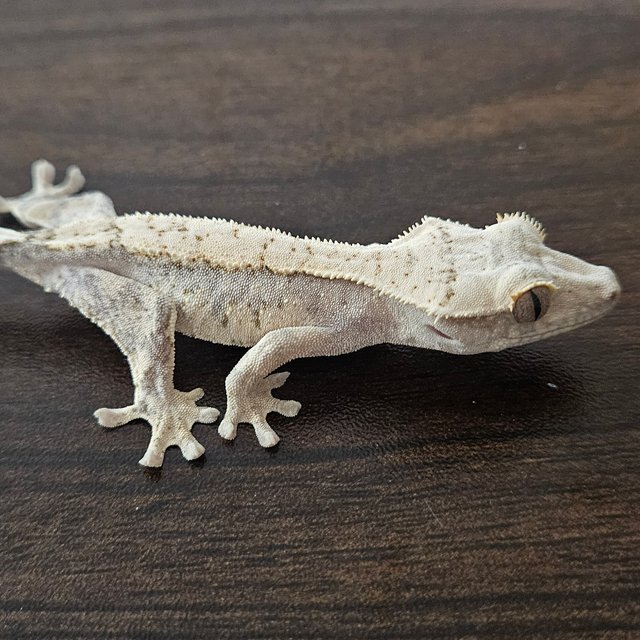 익스트림할리퀸 화이트포트홀 트라이 화이트스팟