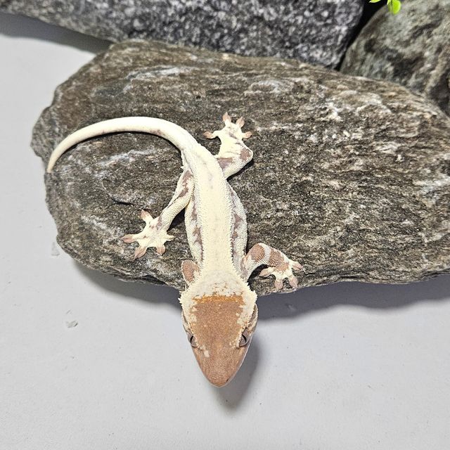 프라푸치노