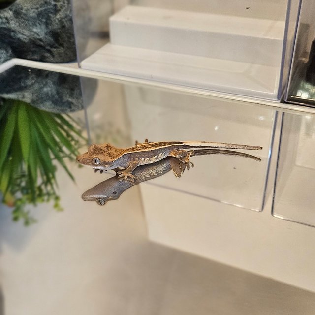 트라이 풀핀 엠티백 슈퍼스트라이프 다크 블랙