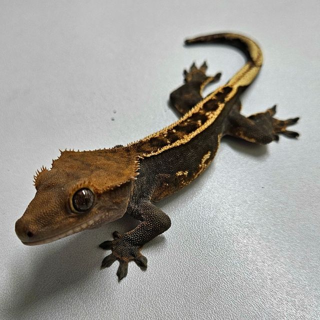 다크 블랙 오닉스