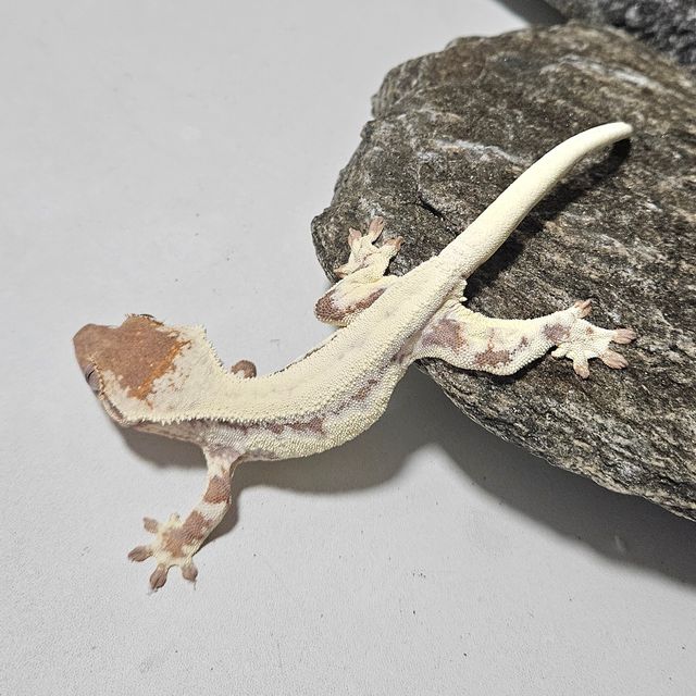 프라푸치노