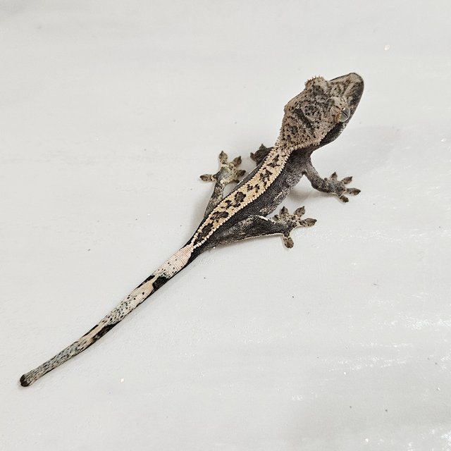 풀핀 쿼드 블랙