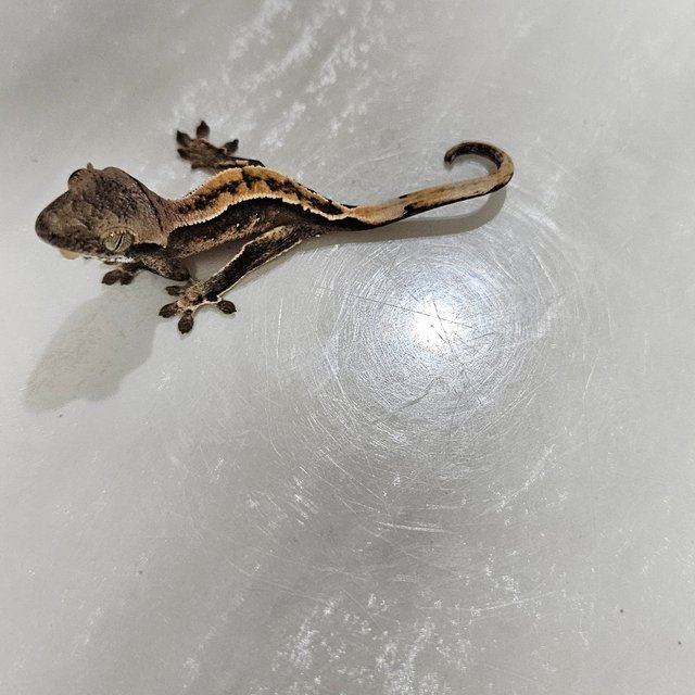 화이트핀 다크 화이트포트홀