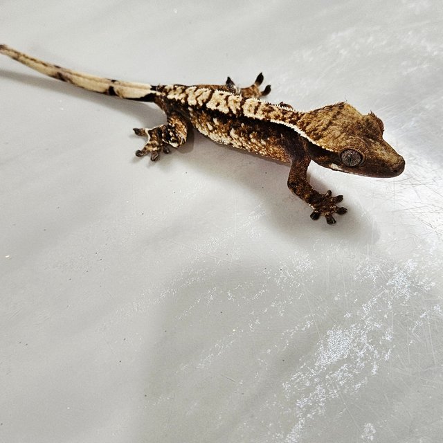 익스트림할리퀸 화이트핀 화이트포트홀 텐저린 핀스트라이프 젠젝스